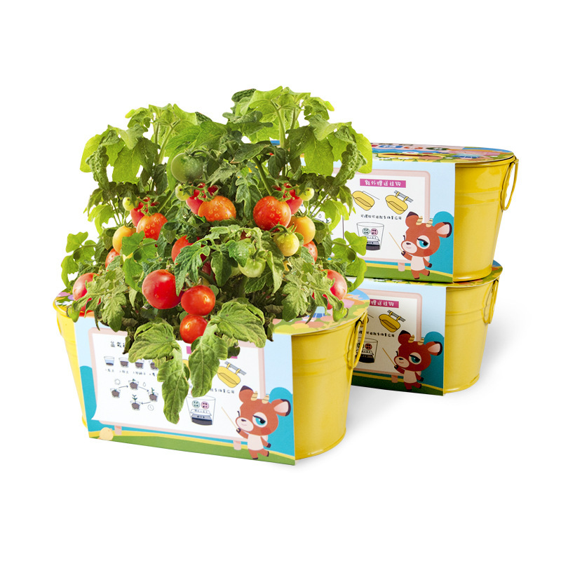 Children's DIY Small Potted Plants: Cucumber, Tomato, Indoor Strawberry Seeds, Dropshipping Green Plants for Parent-Child Activities