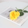 Yuanri silk cloth yellow