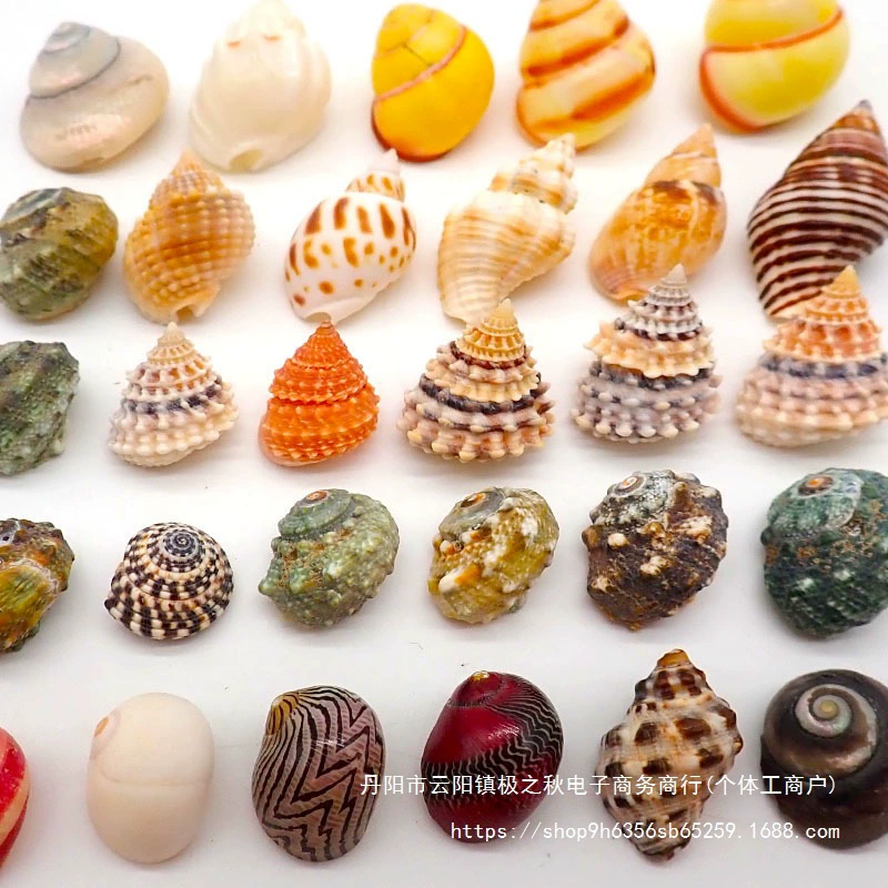 Товары для монашеских крабов, сменная раковина ручной работы для монашеских крабов, декоративные ракушки с большим ртом, перфорированные, маленькие, большие, фиолетовые