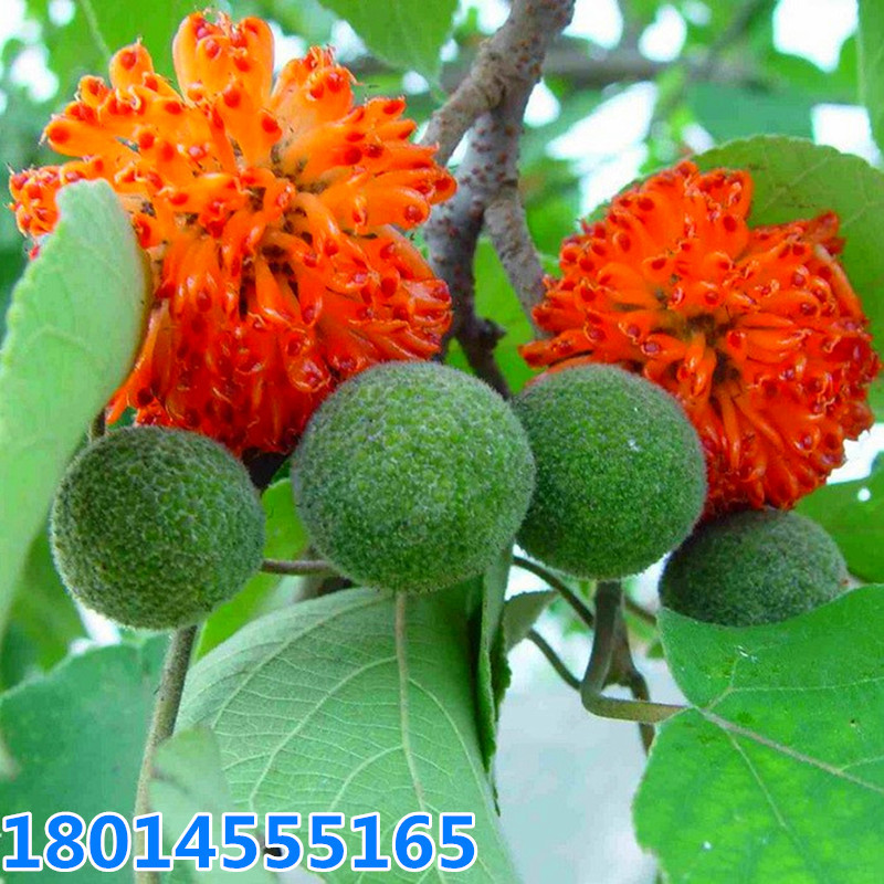 批发喂猪牛羊饲料构树小苗构树苗杂交构南北方组培构树穗子盆栽