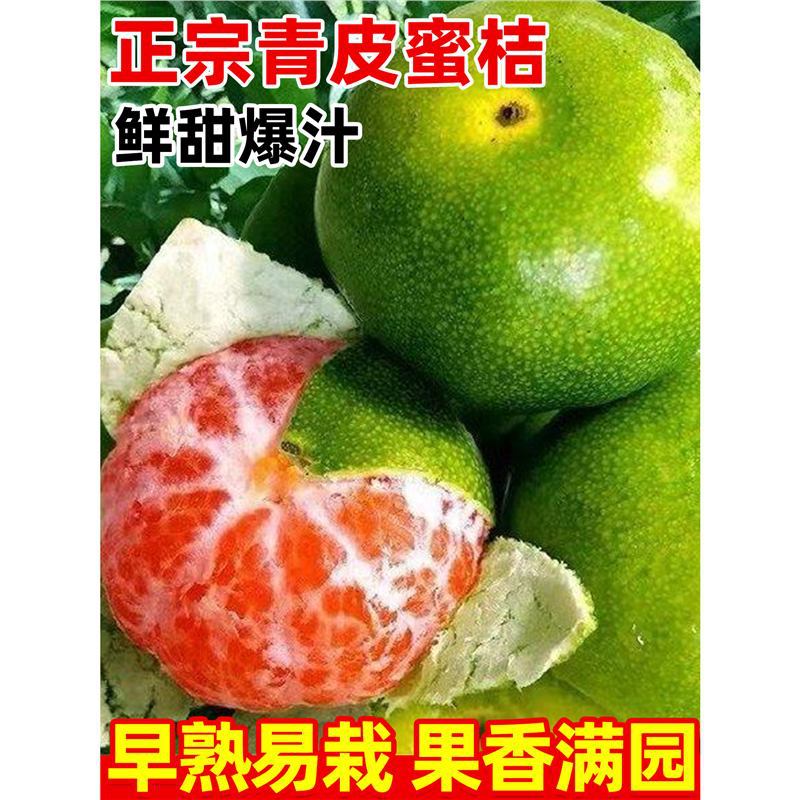桔子树果苗青皮蜜桔南北方种植庭院盆栽地栽嫁接柑橘蜜桔当年结果