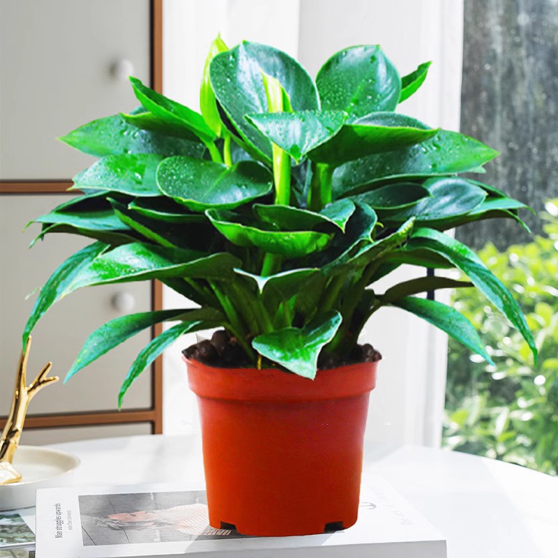 1개의 골드 다이아몬드 15cm✓