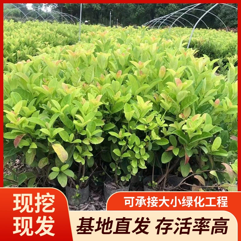 База оптом поставляет европейские и средиземноморские миртовые чаши большого размера с высокой выживаемостью и высоким качеством.