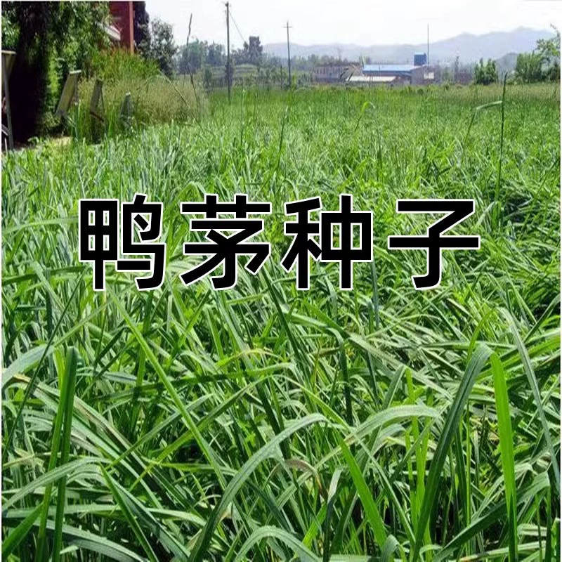 Семена утки тени-стойкие термостойкие морозостойкие садовые травы Крупный рогатый скот овца Гусь кролик рыба курица многолетние кормовые семена утка виды трав