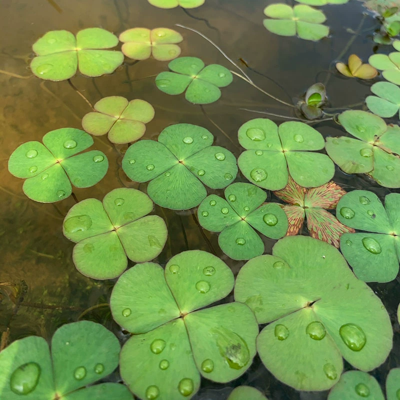 Tianzi Pingshuisheng Clover Четыре листа клевера четыре клевера Водные растения очищают качество воды