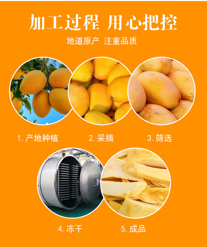 Freeze-Dried Mango Slices (Mangifera indica) — Dried Fruit Snack & Herbal Tea Ingredient preparation