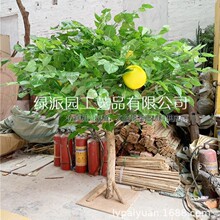 �������ӹ���֦�b[�����ٽ���ˮ���Ҿ����Ә䙻���Ƶ��b�