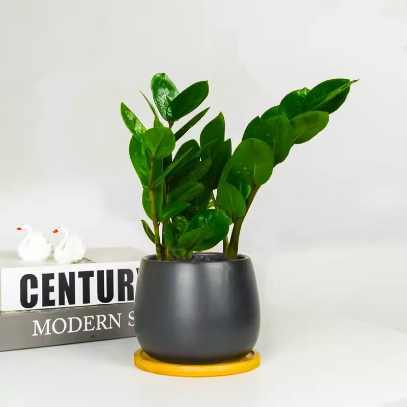 Árbol de la fortuna Planta de interior en maceta Sala de estar Planta verde resistente a la sombra Oficina Flores de escritorio Evergreen Evergreen Evergreen Evergreen Evergreen
