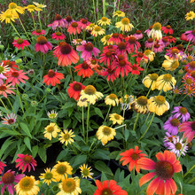 彩色松果菊种子春季种多年生药用花种籽子室外阳台庭院易活花期长