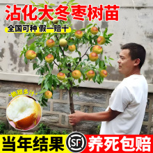 �������󗗳��𶬗��������ͥԺ���԰���մ�����ϱ����Nֲˮ��