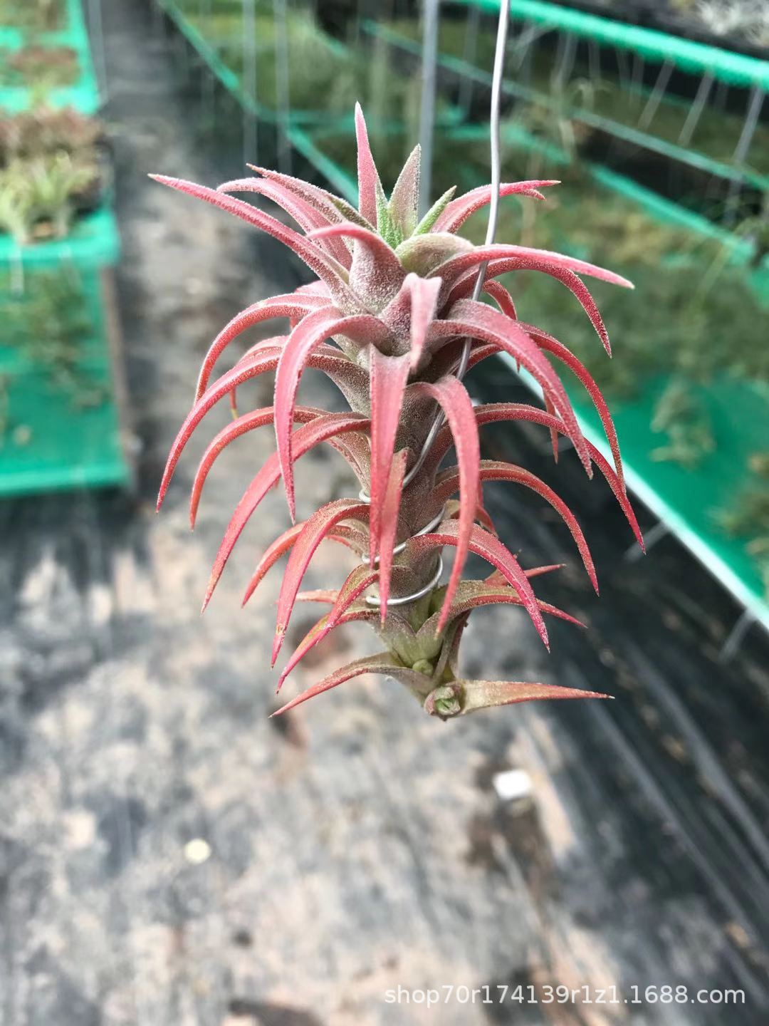 Longji wanhan 7-10cm