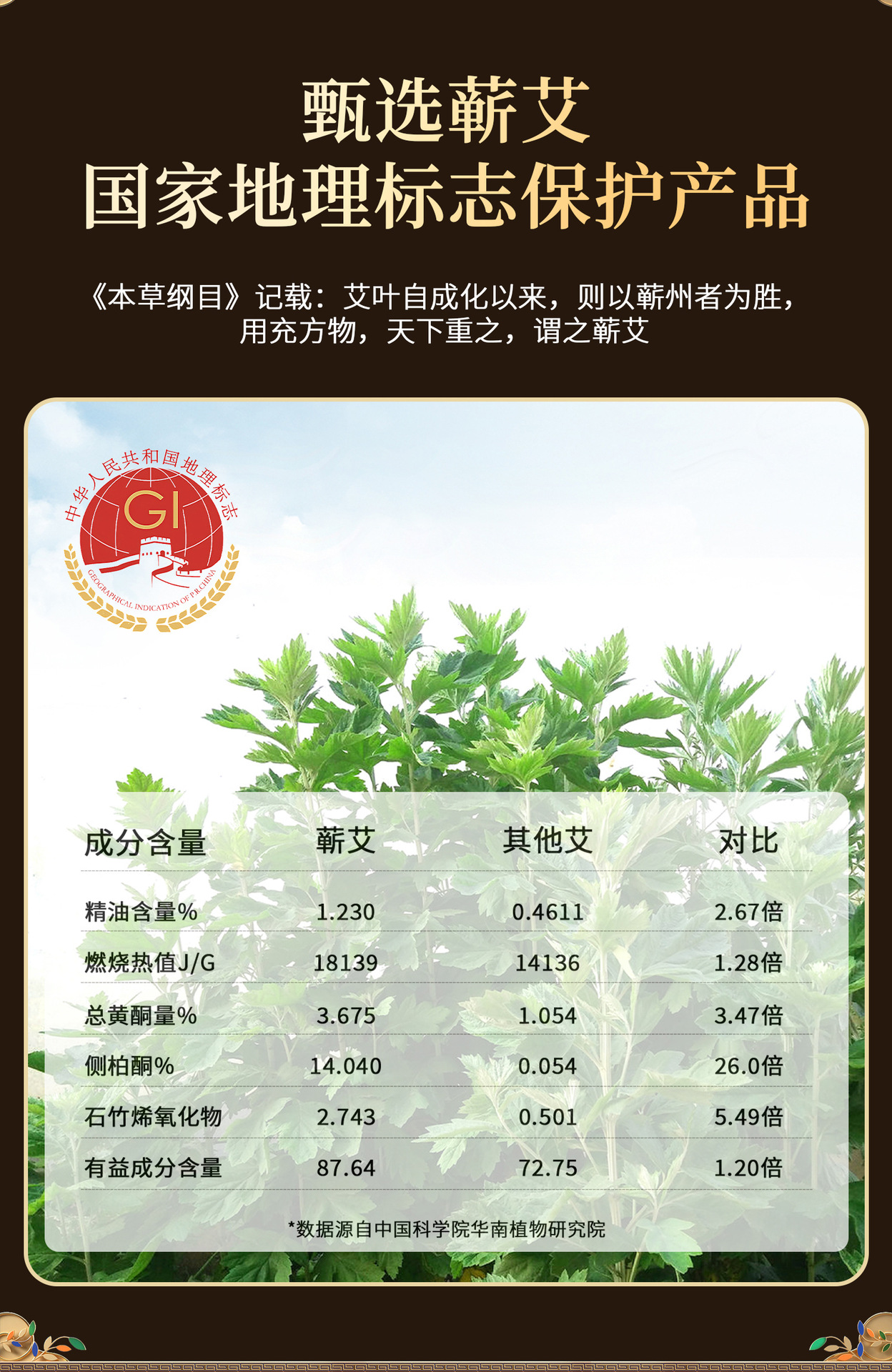 Large Moxa Stick 8cm Qiai Moxibustion Bar 3 Year Aged Mugwort for Full Body Warming quality and texture