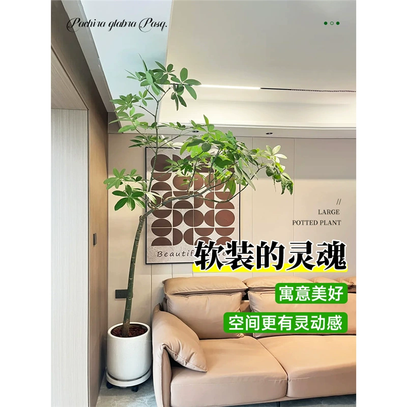 Оригинальное комнатное растение в горшке «Денежное дерево» для гостиной, большое зеленое растение «Денежное дерево» на новоселье, напольный настоящий цветок на старом пнях.