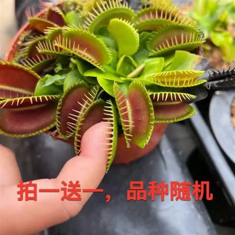Волшебное мясное растение, ловушка для мух, маленькое растение в горшке, ловушка для комаров, ловушка для насекомых, легко выращивается, купи один, получи один бесплатно
