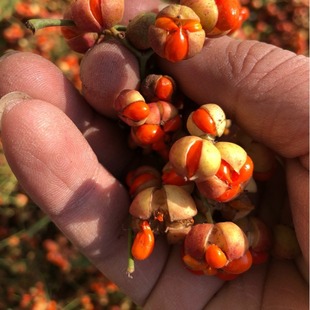 Wholesale Evergreen Shrub Tree Species Hokkaido Euonymus Seeds Euonymus japonicus Holly Seeds Superior