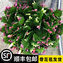 新品重瓣蟹爪兰莲苗盆栽带花苞多色花卉室内阳台小叶植物四季开花