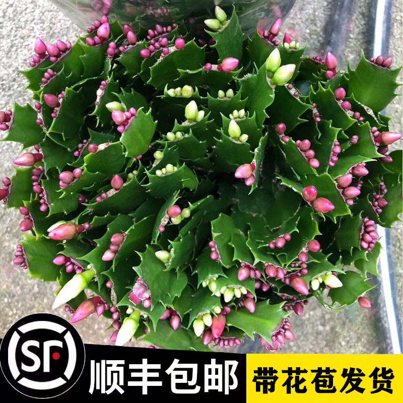 新品重瓣蟹爪兰莲苗盆栽带花苞多色花卉室内阳台小叶植物四季开花