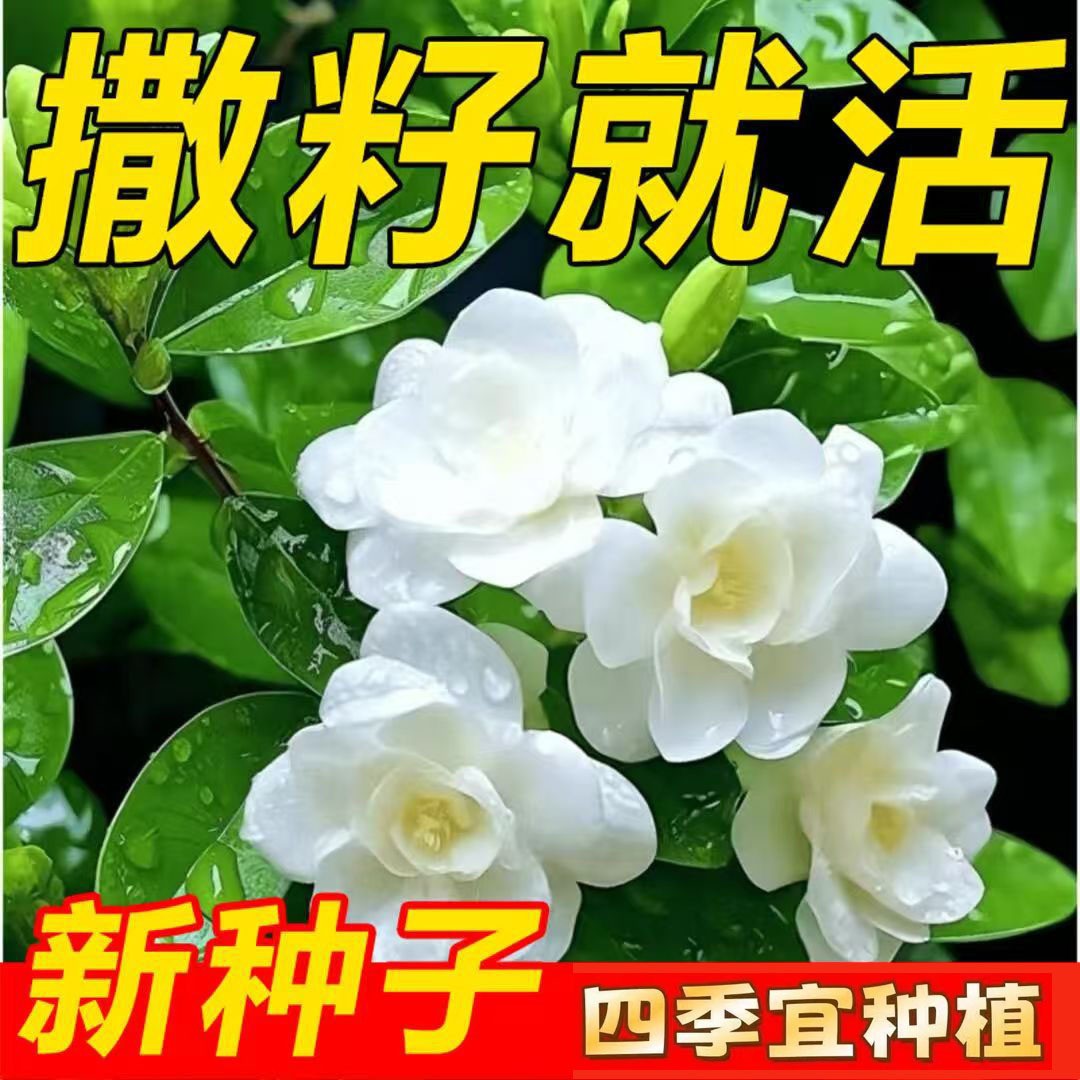 茉莉花种子四季易种活室内阳台花卉盆栽多年生开花种子
