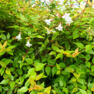 Base Hot-Selling Supply of Seedlings, Golden Leaf Big Flower Six-Way Wood, Engineering and Landscaping Golden Leaf Six-Way Wood with Excellent Price