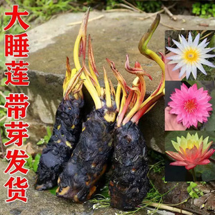 Water lily root block pond hydroponic water lily hydroponic plant four seasons flowering lotus seed root multicolor water lily root flower seedlings
