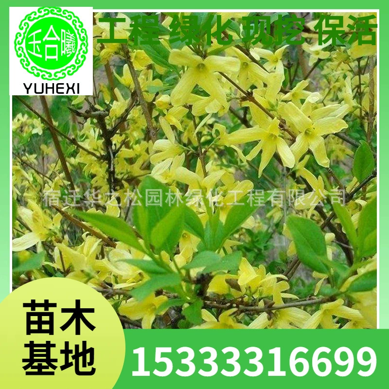 Базовые инженерные саженцы для зеленения, полные характеристики лигуструма лукидума, саженцы лигуструма лукидума для зеленения обочины