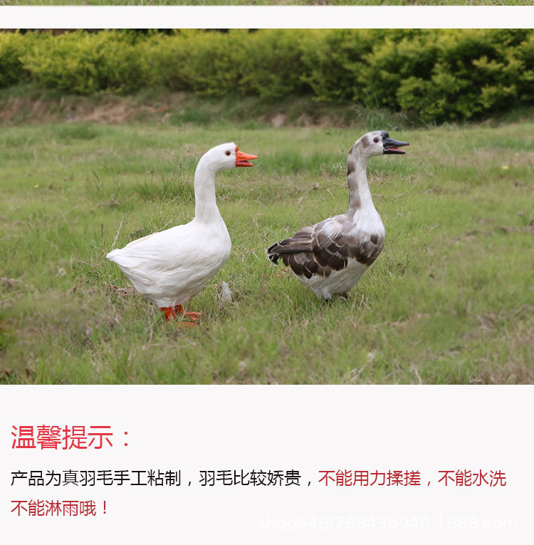 白鹅-1---副本_09.jpg