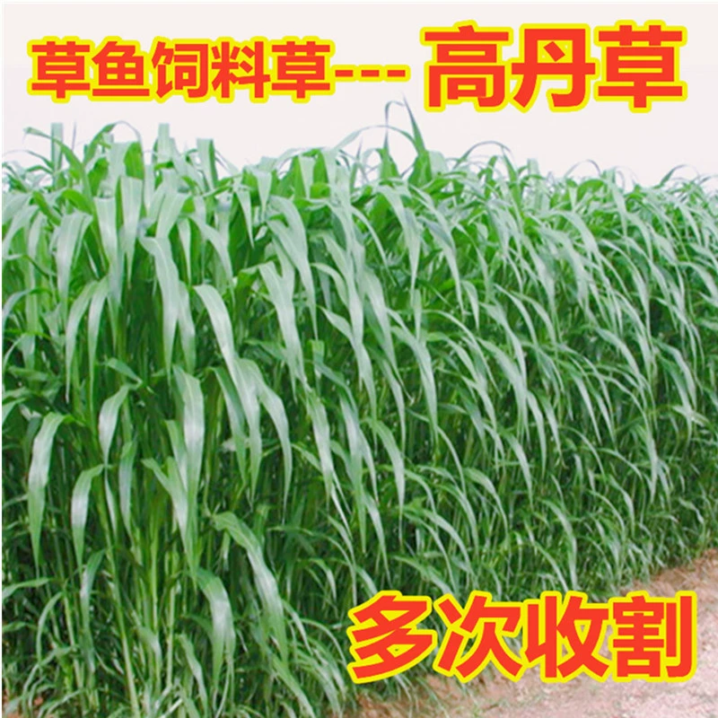 Травы Gaodan Трава Семена Супер Сахар Король Разведение Свинья Крупный Рогатый Скот Овцы Трава Семена Курица Утка Гусь Рыба Трава Семена Четыре Сезона