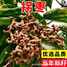 �՗��N���f�۹��N���f�����uצ�B���h��՗����uצ����צ����N��