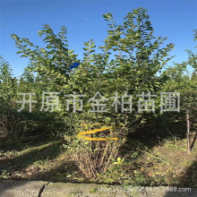 金银忍冬丛生大墩绿篱杯苗独杆金银木小苗 金银忍冬花造型