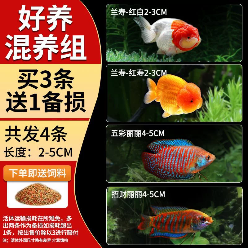 Саженцы холодноводной рыбы Yulan Shoujian, живая рыба, мелкая пресноводная, хорошее кормление, живая рыба Lili, Manlonfish