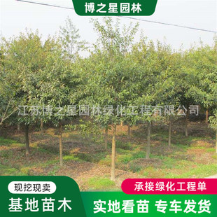 ������Ӣ����ͥԺ�e���ͺ����̾G����ľ��·�G���乫�@�е����Ӣ