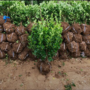 Wholesale of Various Sizes of Cornus Balls with a Crown Spread of 30 - 200m Crown Spread Specifications, Direct Sales of Greening Seedlings from the Base