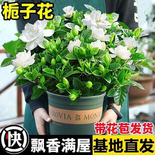 Gardenia Potted Plant with Buds, Indoor Florals and Plants That Bloom in All Seasons, Balcony Hydroponic Green Tree Saplings Are Easy to Grow and Live