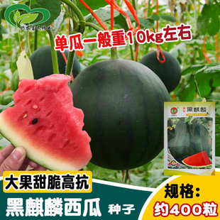���g���������ϷN�� ���ѺڈA����߿����ز�������� �����÷N