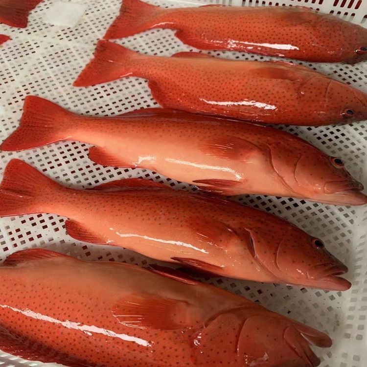 东星斑石斑鱼新鲜现杀速冻鲜活海鱼冰鲜深海大红星红斑鱼海鲜野生