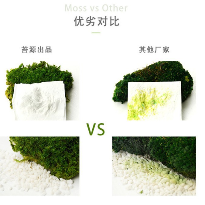 Musgo inmortal pelo blanco musgo gris grande planta verde pared flor seca Fondo pared planta pared musgo fuente