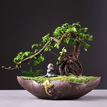 文竹植物发财树盆栽去甲醛客厅办公室内桌面开业幸福树绿植小盆景