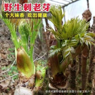 �|������ѿ�N�Ӵ���ѿ�N�Ӵ��ϰ��N�Ӵ̰�ѿ�N����ɫ�߲˷N��Ұ��