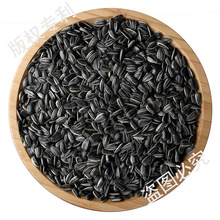 油葵黑珍珠小瓜子油葵花籽内蒙古新货原味炒货生瓜子奶油薄盐零食