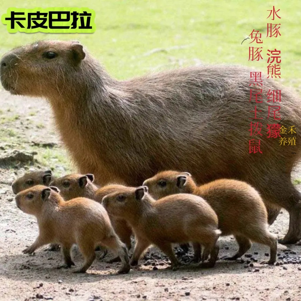 人工养殖网红卡皮巴拉萌宠 活体水豚幼崽价格多少钱一只 呆萌可爱