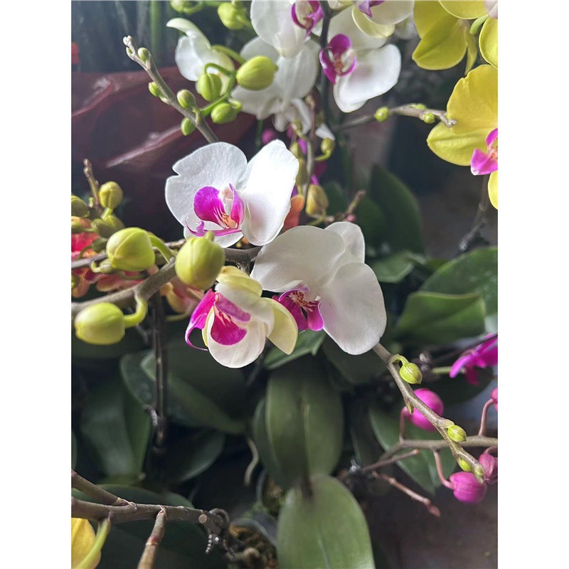 orquídea mariposa con brotes de flores planta en maceta sala de estar orquídea planta de interior flores en todas las estaciones buena para alimentar dendrobium orquídea planta verde image 9