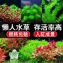 布置新手景观活体养鱼缸