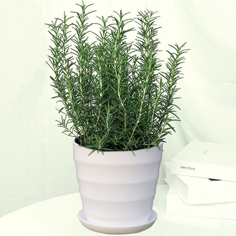 대형 로즈마리 모종 1개(나사형 화분) + 영양액