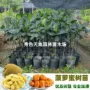 马来西亚四季果树木菠萝树苗