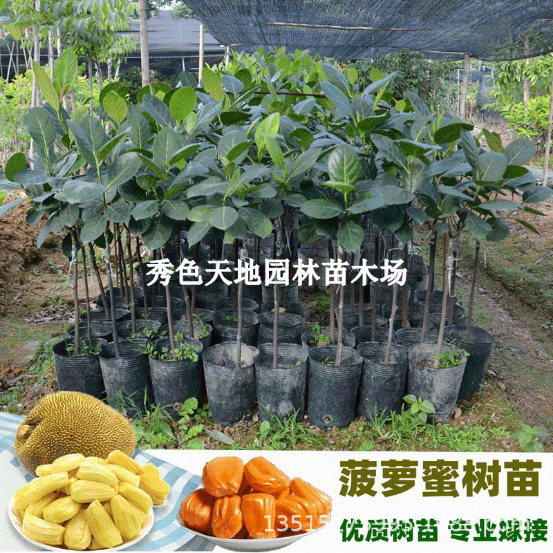 批发果树苗木菠萝蜜树苗马来西亚木菠萝树苗黄肉菠萝蜜苗四季结果