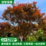美国基地庭院火焰乔木