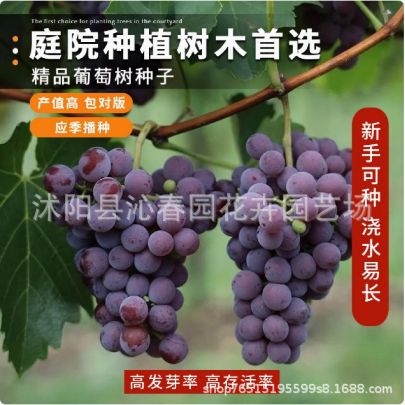 葡萄种子提子种子盆栽葡萄苗水果提子室内阳台盆栽庭院四季播种