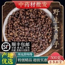 中药材特级野生女贞子正品酒制贞子茶女真子粉冬青籽旱莲草菟丝子