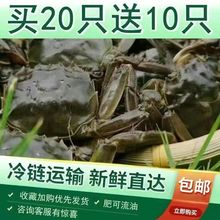 鲜活六月换大闸蟹0.3-1.2两一元螃蟹批发鲜活毛蟹河蟹海鲜水产批