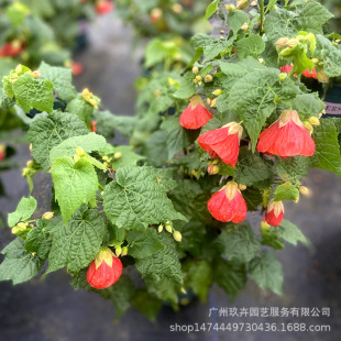 ���\ľܽ���^�����Թ��@ͥԺ��ֲ��ֲ���~��ľС��ľ�������B